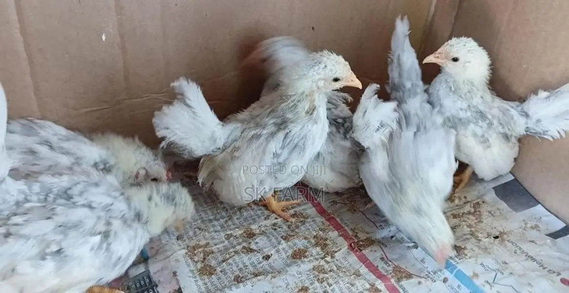 Fancy Chicks