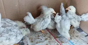 Fancy Chicks