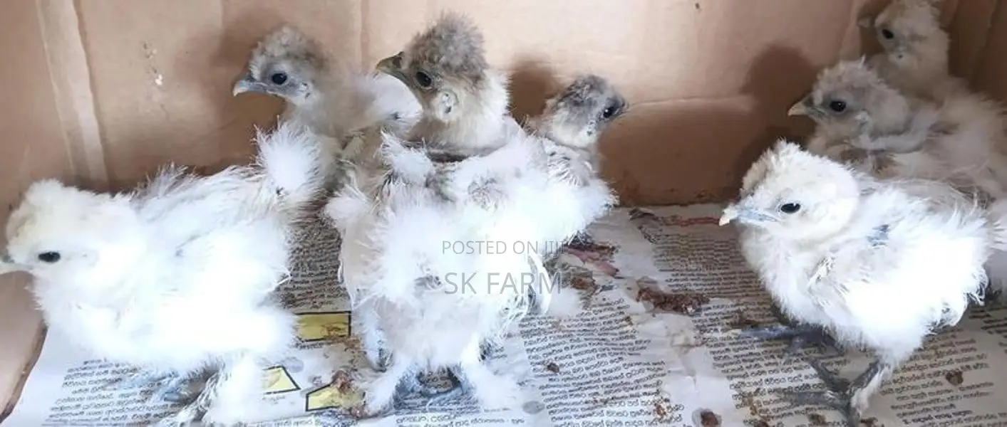 Fancy Chicks