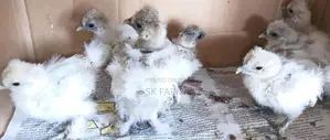 Fancy Chicks