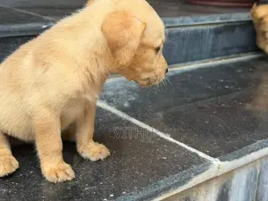 Labrador Puppies