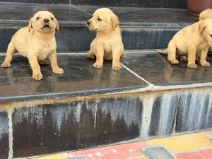 Labrador Puppies