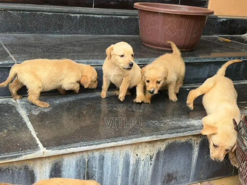 Labrador Puppies