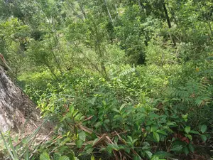 Land With a House for Sale