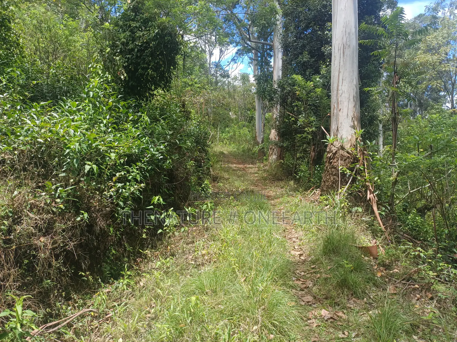 Land With a House for Sale