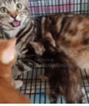 Bengali Cats