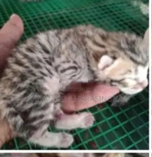 Bengali Cats