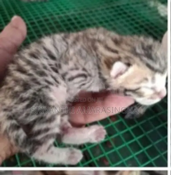 Bengali Cats
