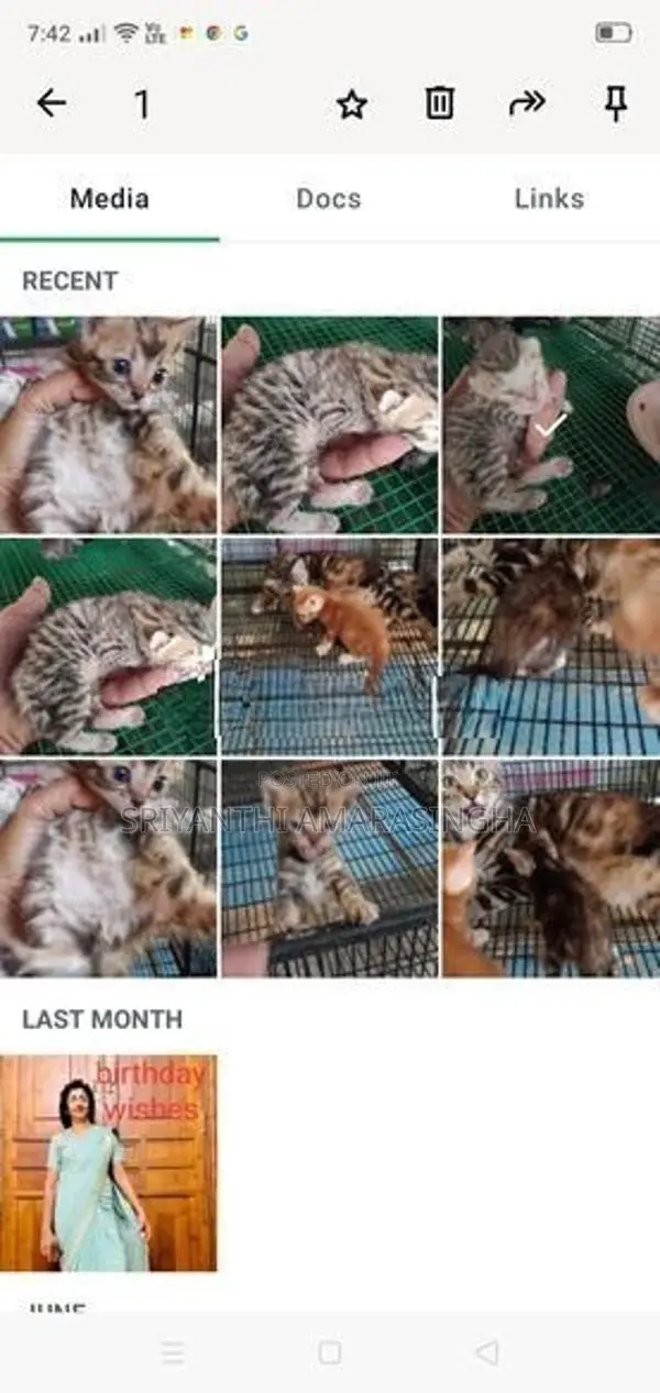 Bengali Cats