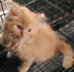 Persian Cats