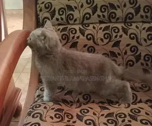 Persian Cats