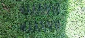 Rear shock spring coil for Car