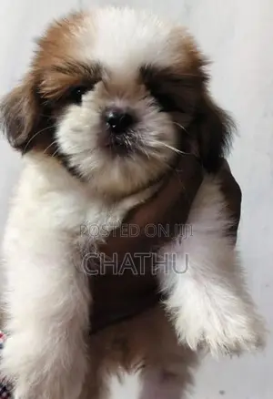 Shih Tzu Puppies