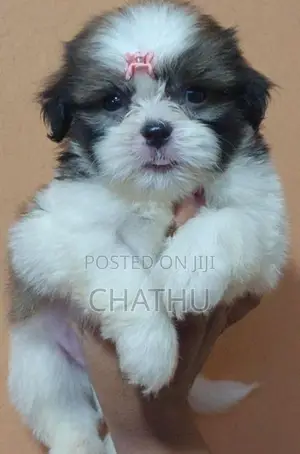 Shih Tzu Puppies