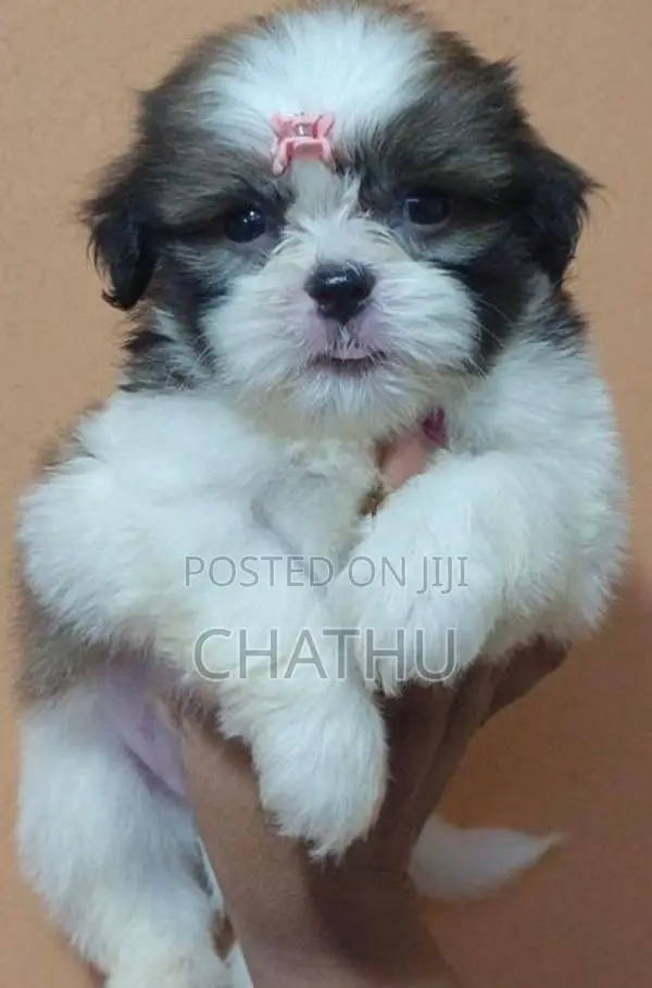Shih Tzu Puppies