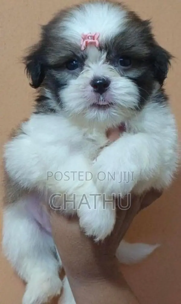 Shih Tzu Puppies