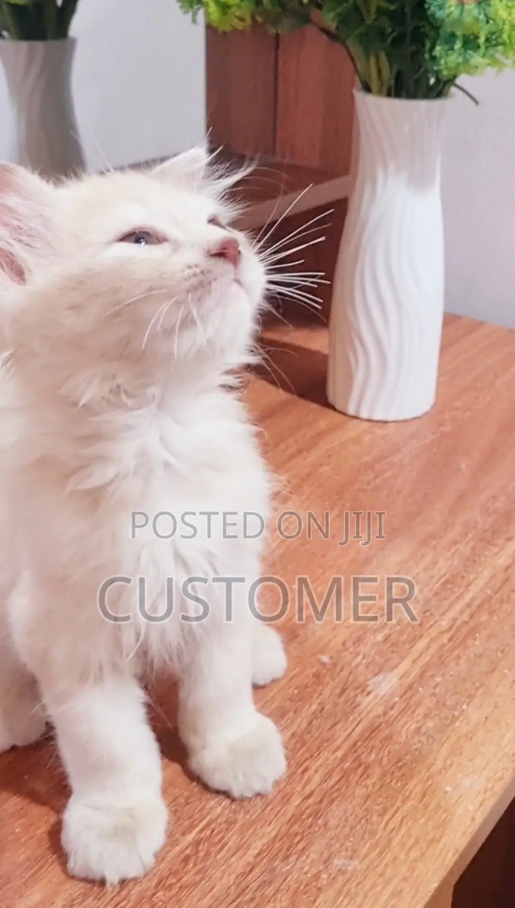 1-3 months Male Purebred Persian