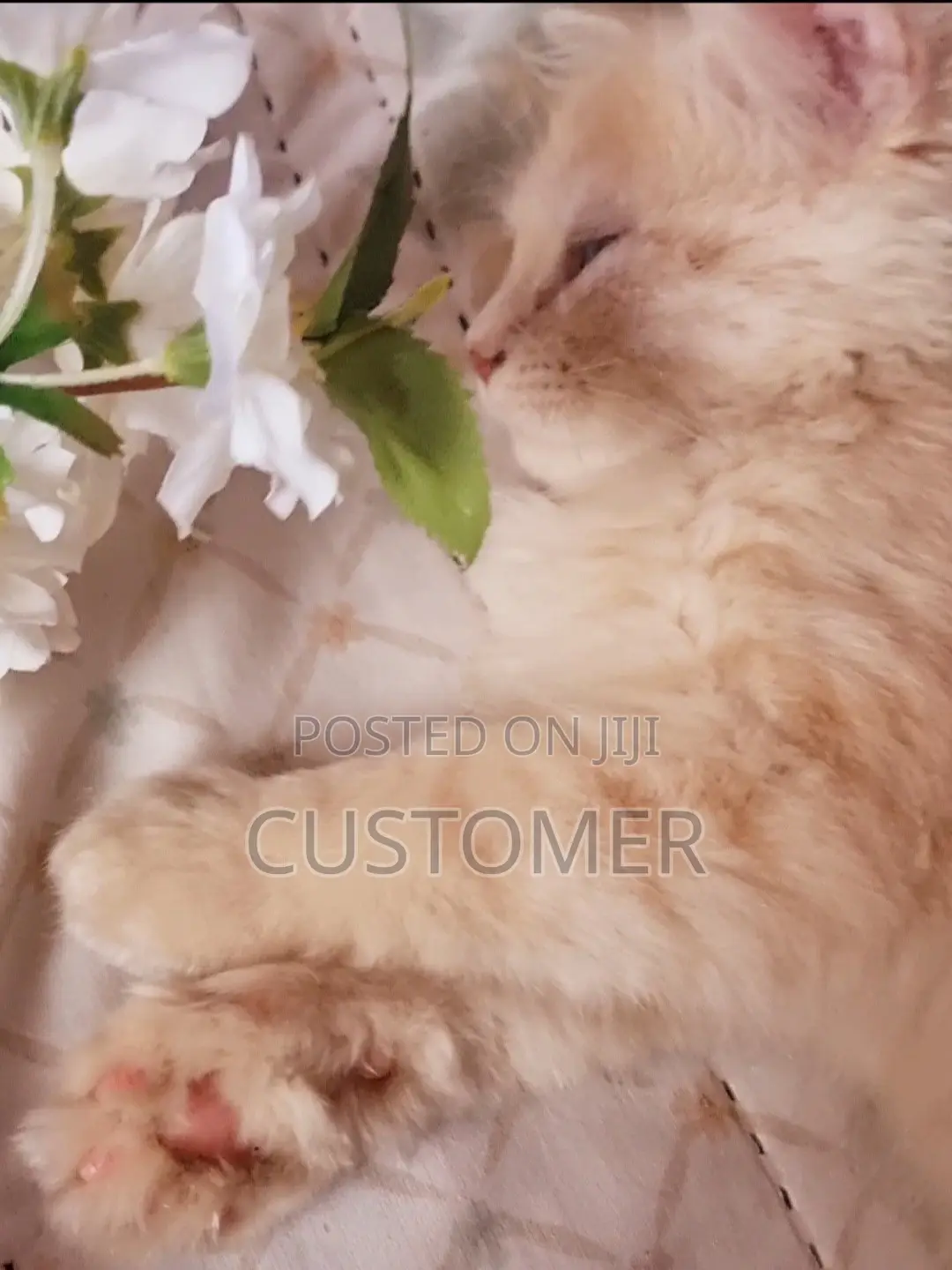1-3 months Male Purebred Persian