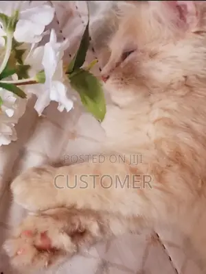 1-3 months Male Purebred Persian