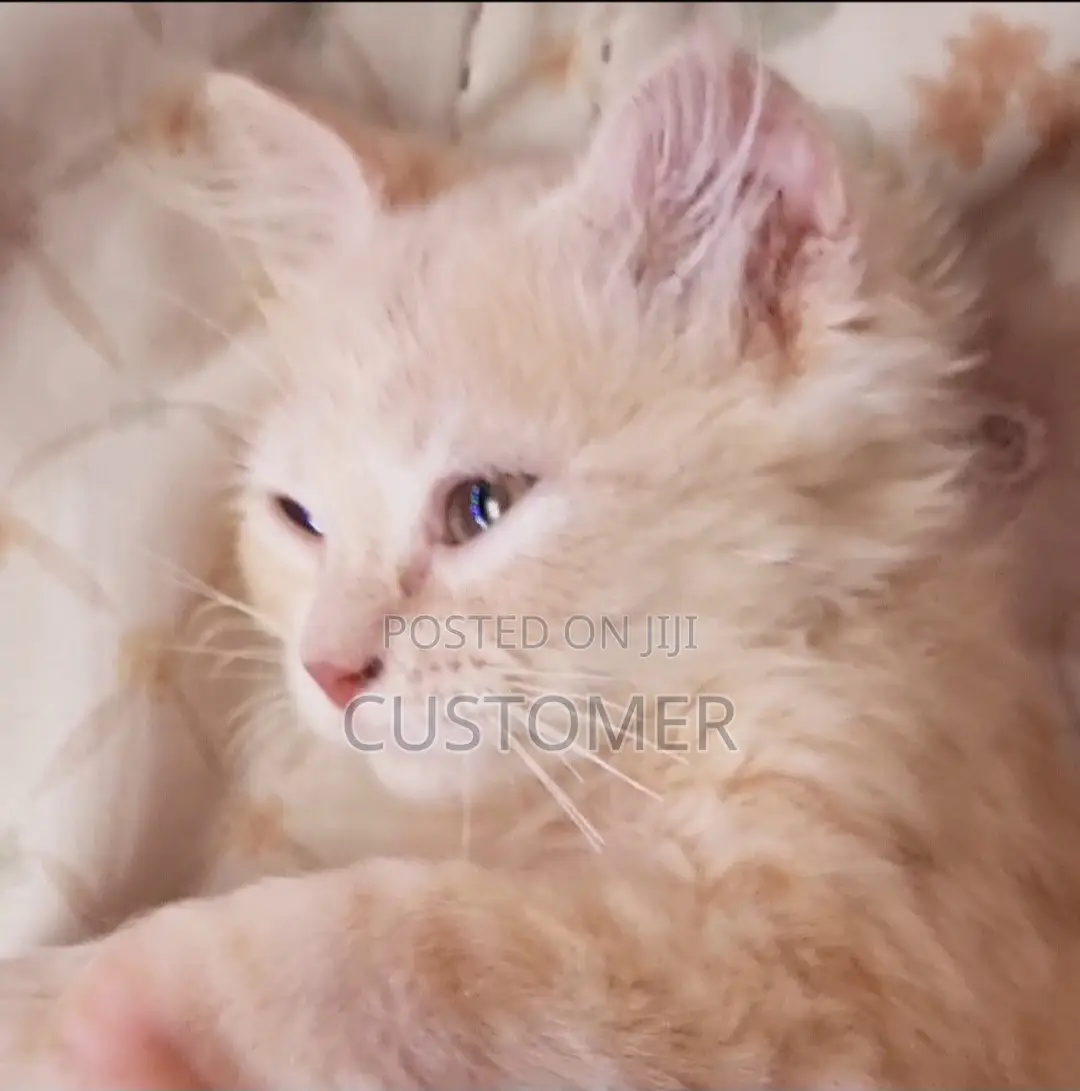 1-3 months Male Purebred Persian