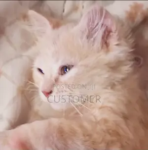 1-3 months Male Purebred Persian