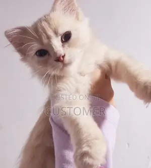 1-3 months Male Purebred Persian