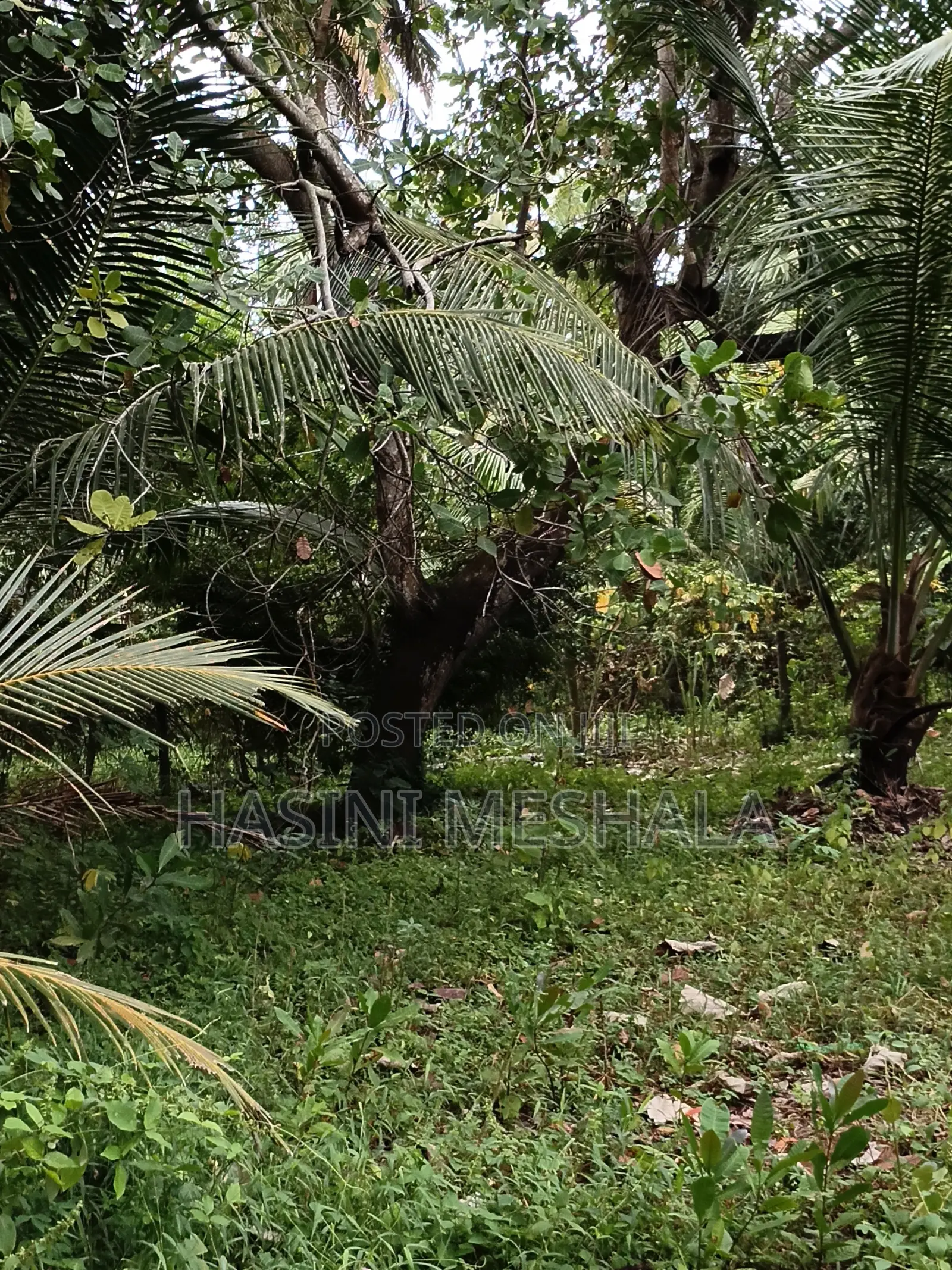 Land for Sale