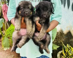 1-3 months Male Purebred German Shepherd