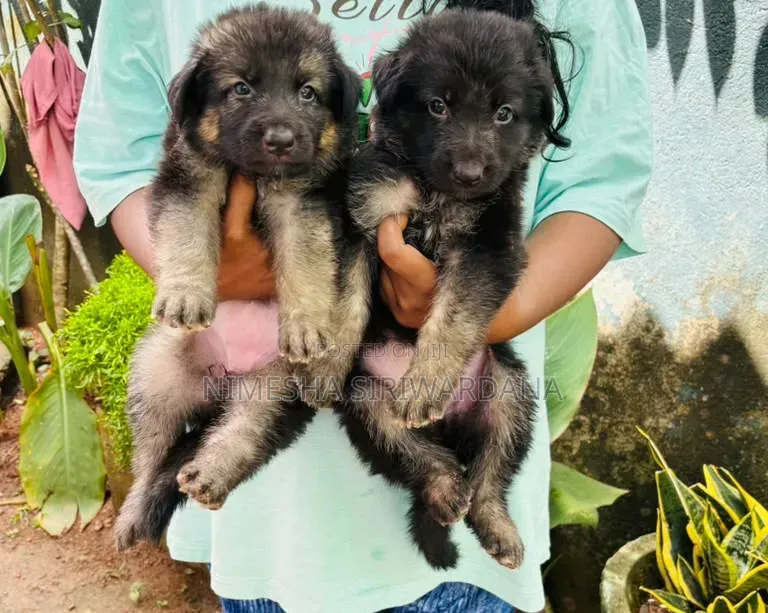 1-3 months Male Purebred German Shepherd