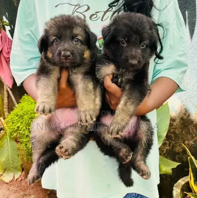 1-3 months Male Purebred German Shepherd