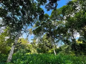 7-Acre Cinnamon Estate for Long-Term Lease Koggala