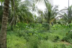 කන්තලේ නගරයට ඉතා ආසන්න