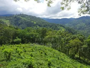 valuable land for Sale in Nillamba