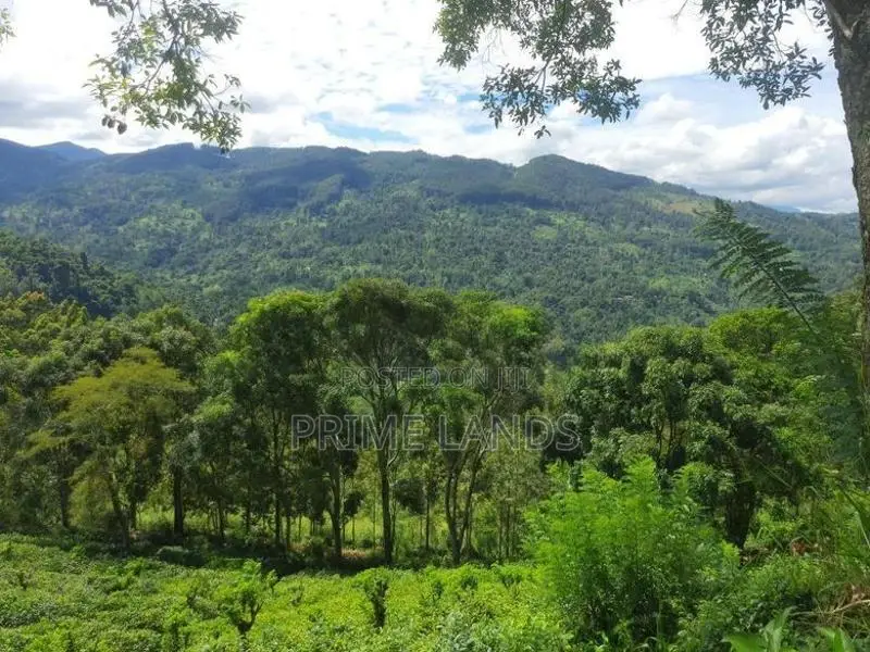 valuable land for Sale in Nillamba