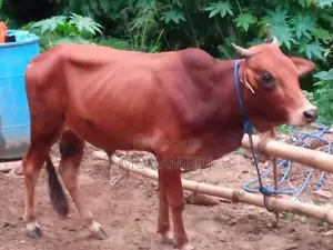 Male Cow