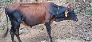 Male Cow