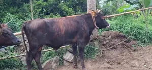 Male Cow