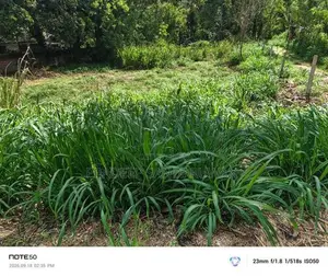 Land For Sale In Bibile
