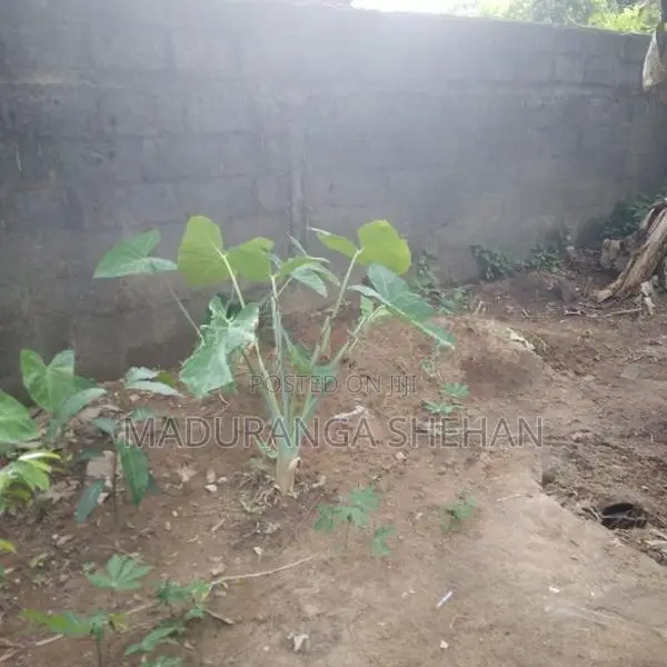 Land for Sale Bandaragma