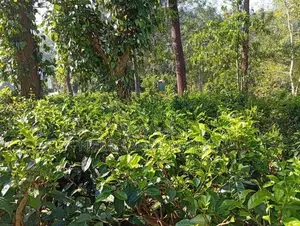 Beautiful Land Sale in Hadeniya