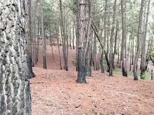 Kithal Ella Land For Sale (NK11850)