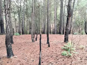 Kithal Ella Land For Sale (NK11850)