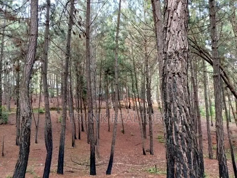 Kithal Ella Land For Sale (NK11850)
