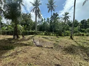 දිවුලපිටිය පෙදෙසින් වටිනා පොල් ඉඩමක් විකිණීම