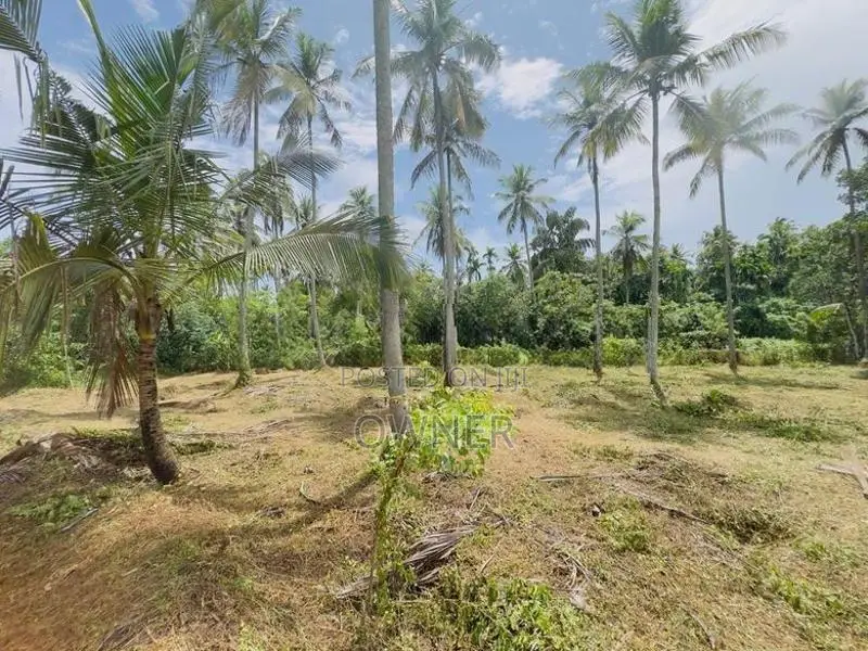 දිවුලපිටිය පෙදෙසින් වටිනා පොල් ඉඩමක් විකිණීම