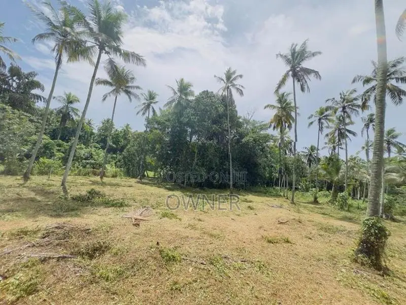 දිවුලපිටිය පෙදෙසින් වටිනා පොල් ඉඩමක් විකිණීම