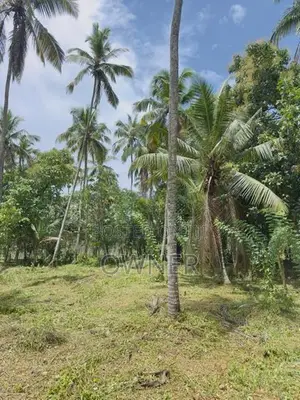 දිවුලපිටිය පෙදෙසින් වටිනා පොල් ඉඩමක් විකිණීම