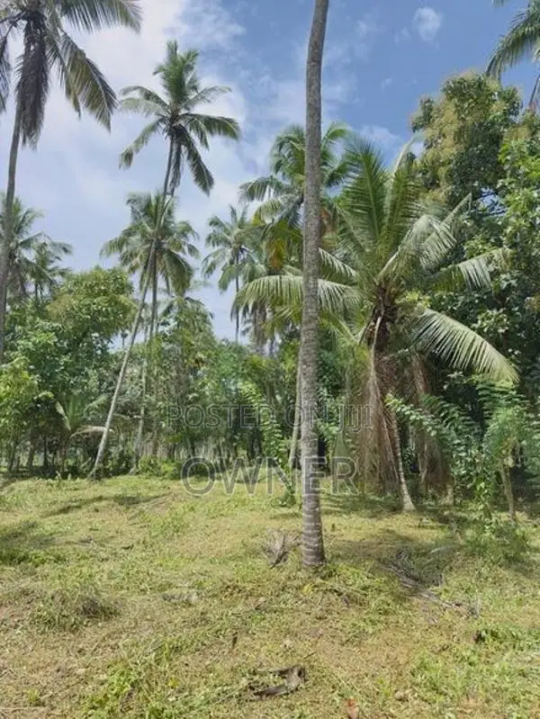 දිවුලපිටිය පෙදෙසින් වටිනා පොල් ඉඩමක් විකිණීම