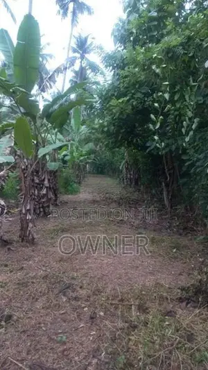 දිවුලපිටිය පෙදෙසින් වටිනා පොල් ඉඩමක් විකිණීම
