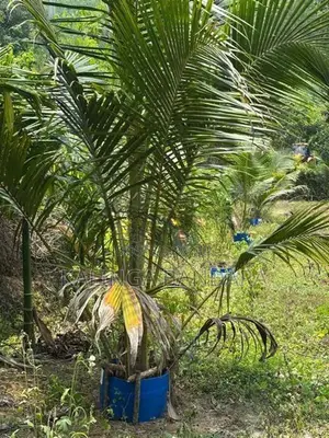 Agricultural Land For Sale Kosgama (Colombo District)
